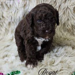 Royal - Brown female Cockapoo puppy in Mancelona, Michigan from Lavender poodles & doodles