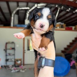 Sam - Black tri male Miniature Australian Shepherd puppy in Sweeny, Texas from Peach Creek Minis