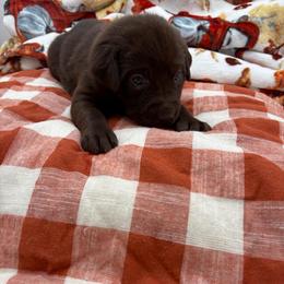 Teal - Chocolate female Labrador Retriever puppy in Heath Springs, South Carolina from Rich Hill Retrievers