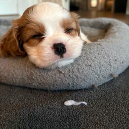 Myschief - Blenheim male Cavalier King Charles Spaniel puppy in Mystic Islands, New Jersey from Mystic Cavaliers LLC