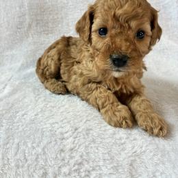 Winter - Red and white female Cockapoo puppy in Adrian, Oregon from ApplebyFarm