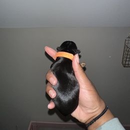 Yorkshire Terrier Puppies from A yorkie palace