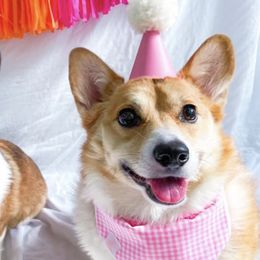 Pembroke Welsh Corgis from Tennessee Star Kennels