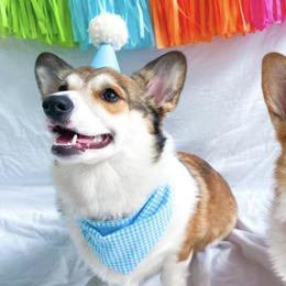 Pembroke Welsh Corgis from Tennessee Star Kennels