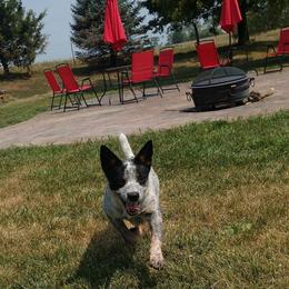 Australian Cattle Dog Puppies from TLC Cattle dogs