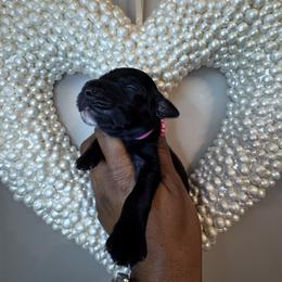 Lady Penelope - Black female Goldendoodle puppy in Moncks Corner, South Carolina from Sweetgrass Goldendoodles of Moncks Corner