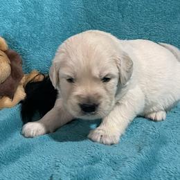 Paco - Light golden male Golden Retriever puppy in Ennis, Texas from Amberidge Golden Retrievers