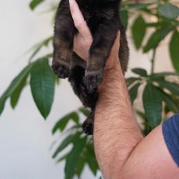 Cali - Sable female German Shepherd puppy in Coarsegold, California from Yosemite Shepherds
