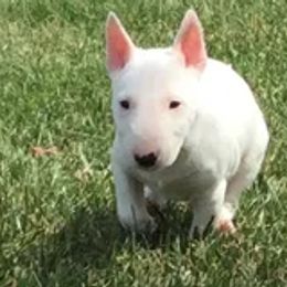 Miniature Bull Terriers from Spitfire Miniature Bull Terriers