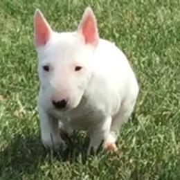 Miniature Bull Terriers from Spitfire Miniature Bull Terriers