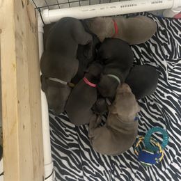 Weimaraner Puppies from Palmetto State Weimaraners