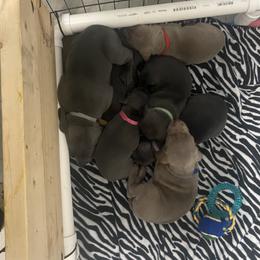 Weimaraner Puppies from Palmetto State Weimaraners