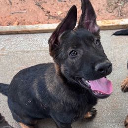 Rusty - Black brindle male Dutch Shepherd puppy in Atlanta, Georgia from Elyon Kennels