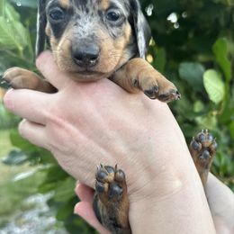 Toby - Dapple male Dachshund puppy in Thornton, Colorado from Donna’s Dachshunds