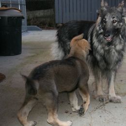 Shiloh Shepherd Puppies from Solace Shilohs
