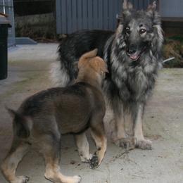 Shiloh Shepherd Puppies from Solace Shilohs