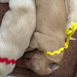 Yellow - Dark golden female Golden Retriever puppy in Kenosha, Wisconsin from Gail’s Goldens