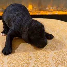 Donna - Black female Goldendoodle puppy in Indian Mound, Tennessee from Dana Walters