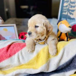 Golden Retriever Puppies from TaylerMade Goldens