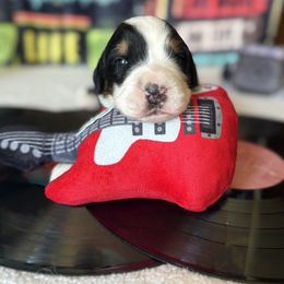 Green -Bowie - Tri-color male Bernese Mountain Dog puppy in Redlands, California from Country Feels Ranch