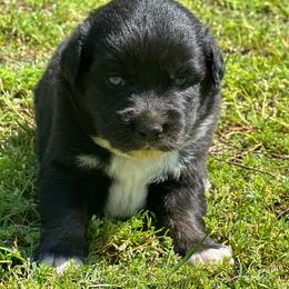 Belle - Black tri female Miniature Australian Shepherd puppy in Doddridge, Arkansas from Huddleston Farm