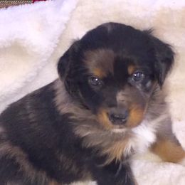 Aussiedoodles, Australian Shepherds, Pembroke Welsh Corgis, and Poodles from Morehead Family Dogs