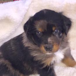 Aussiedoodles, Australian Shepherds, Pembroke Welsh Corgis, and Poodles from Morehead Family Dogs