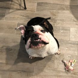 Moo - English Bulldog