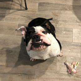 Moo - English Bulldog