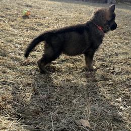German Shepherd Puppies from Legacy K9’s