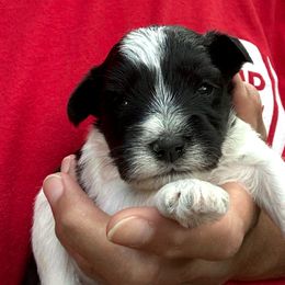 Black Parti Male - Parti male Miniature Schnauzer puppy in Clover, South Carolina from Bobo’s Babies Kennels