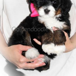 Bernedoodle and Goldendoodle Puppies from Goldendoodle Acres