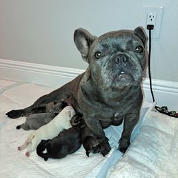 Ivy - French Bulldog