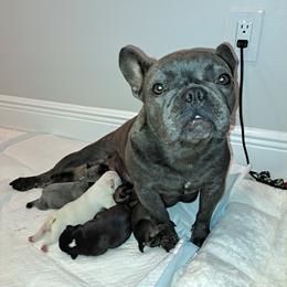Ivy - French Bulldog