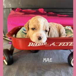 Mae - Red and white female Cockapoo puppy in Connersville, Indiana from MoonShine Babies