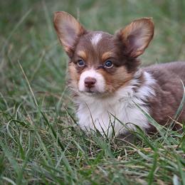 Simba - Liver and white male American Corgi puppy in Bland, Missouri from Shadey Lane Corgis