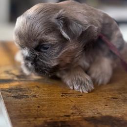 Maroon boy - Liver male Shih Tzu puppy in Berkeley Springs, West Virginia from Sandridge Shih Tzus