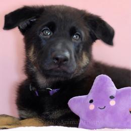 Arabesque - Black and cream female German Shepherd puppy in De Land, Florida from 3B’s Animal Artistry