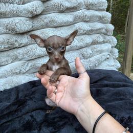Peppermint - Chocolate male Chihuahua puppy in Conway, Arkansas from Kings chichis