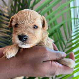 Girl 2 - Wheaten female Miniature Schnauzer puppy in Charlotte, North Carolina from Golden Leaf Kennels LLC