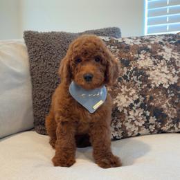 Bruno - Red  male Goldendoodle puppy in Anaheim, California from Cuddle Bear Doodles