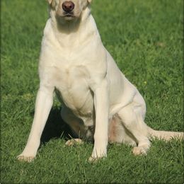 Elsa - Labrador Retriever