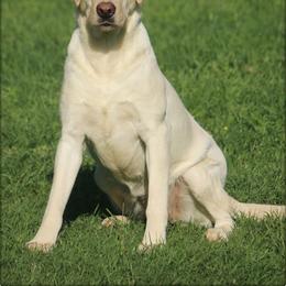 Elsa - Labrador Retriever
