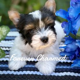 Goof - Black tan and white male Biewer Terrier puppy in Lathrop, California from Forever Charmed