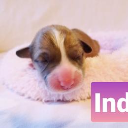 Pembroke Welsh Corgi Puppies from Whimsical Treasure Corgis
