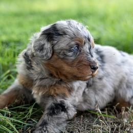 Marilla Cuthbert - Blue merle female Bernedoodle puppy in Eureka, Illinois from Joley Aire Family Dogs
