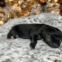 Miniature Australian Shepherd Puppies from Quartz Creek Aussies