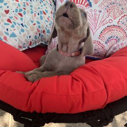 Girl 2 - Weimaraner puppy in Lone Camp, Texas from Bullard’s Weimaraners