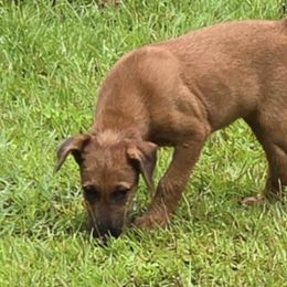 Irish Terriers from Blessed Hill & Dell
