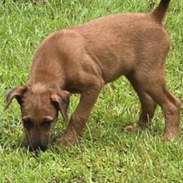 Irish Terriers from Blessed Hill & Dell